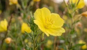 Evening primrose