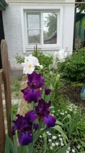 Irises. Depth, velvet, night after rain, and the triumph of Light