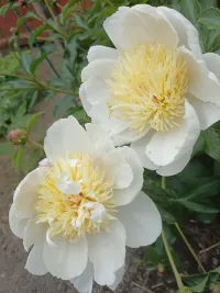 White peony — soft light, purity, and the quiet beauty of life