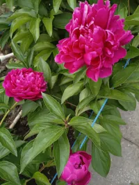 Red peony — lush blooming, the brightness of life, and the joy of the moment