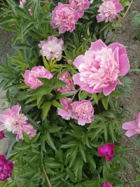 Pink peony — tenderness, morning light, and the living beauty of blooming