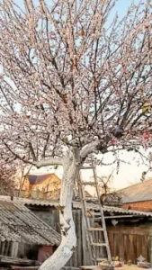 Birds and Life — a spring tree, a courtyard, and the living response of nature