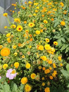 Calendula — yellow flowers among greenery as an image of living help, recovery and measure