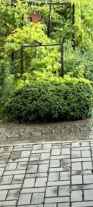 Полный бак — мокрая дорожка и зелёная изгородь после летнего дождя